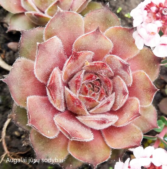 Šilropė (Sempervivum) 'Aquila'